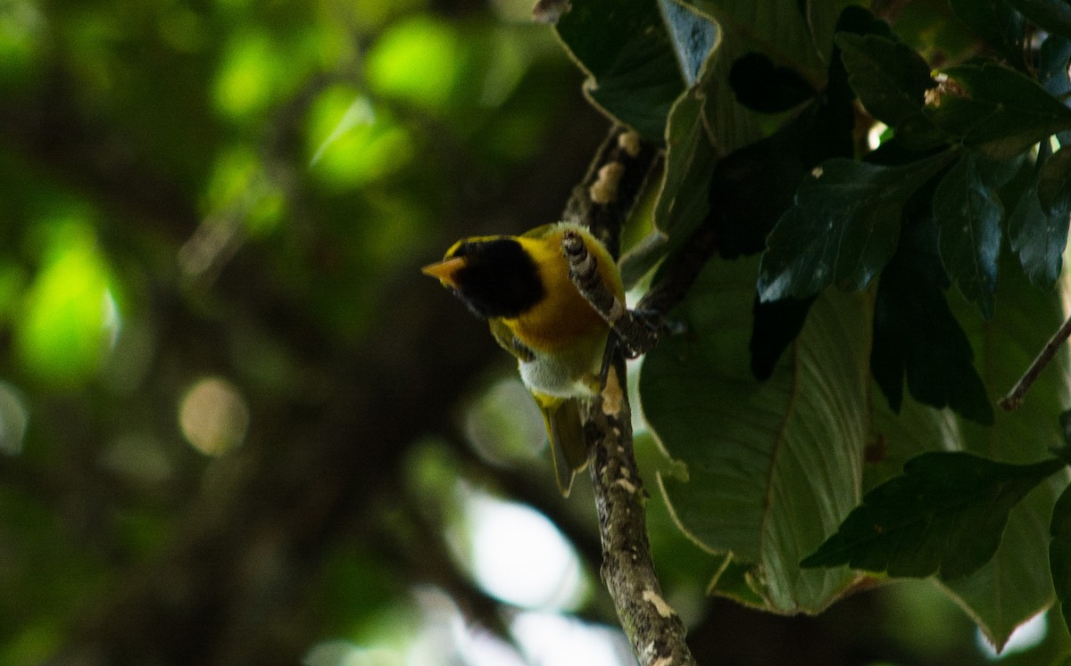 Guira Tanager - ML620600972