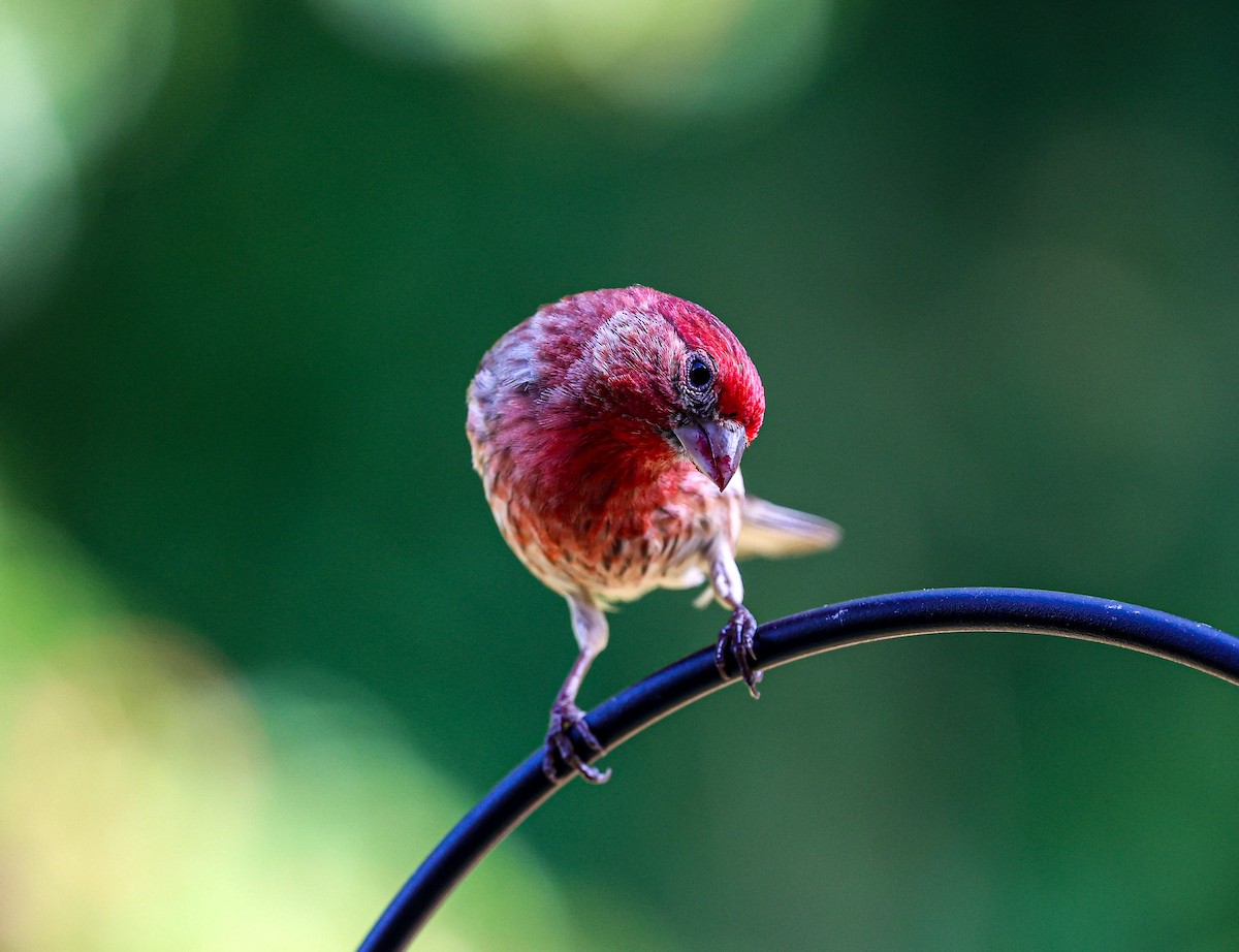 House Finch - ML620600976