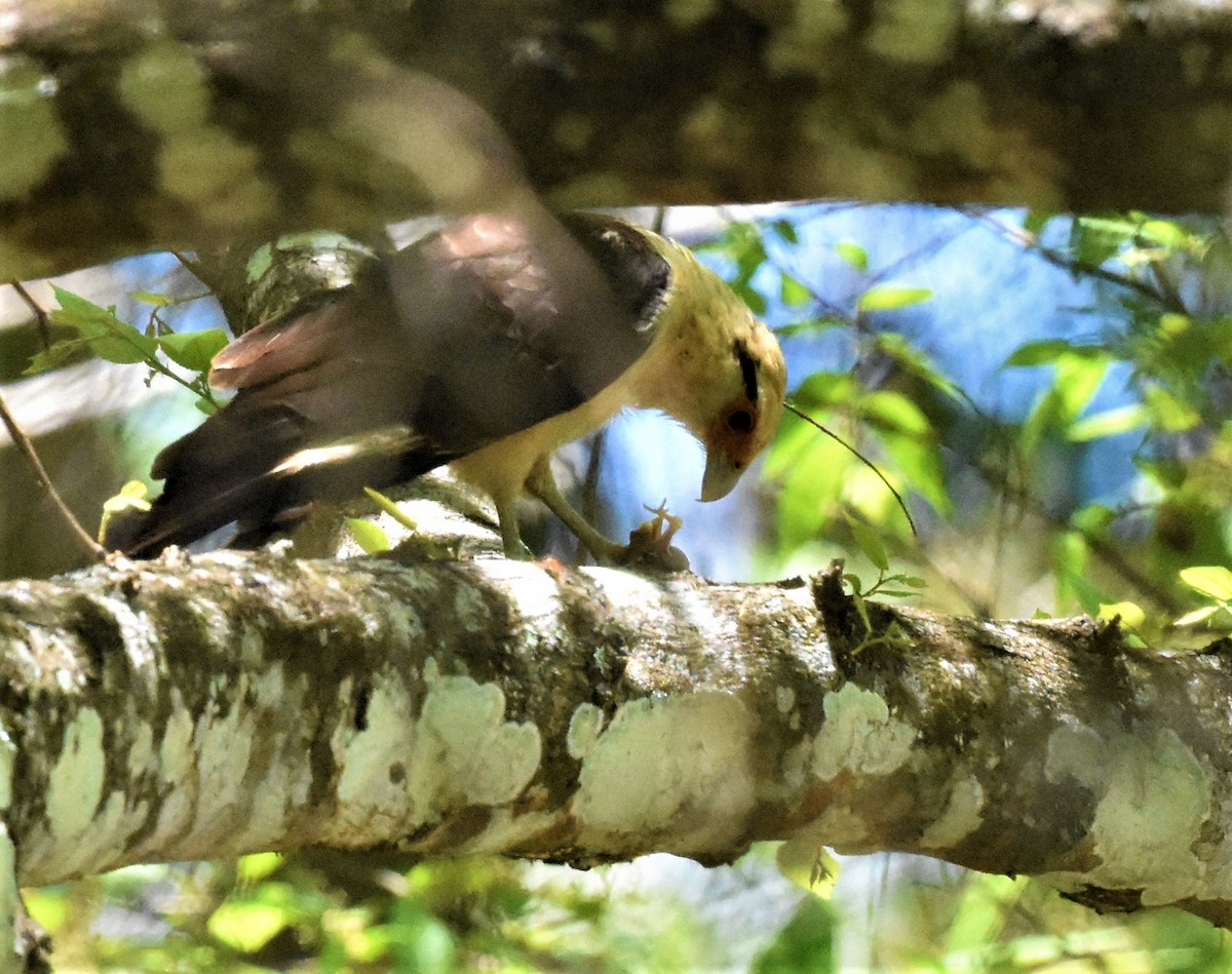 Yellow-headed Caracara - ML620600984