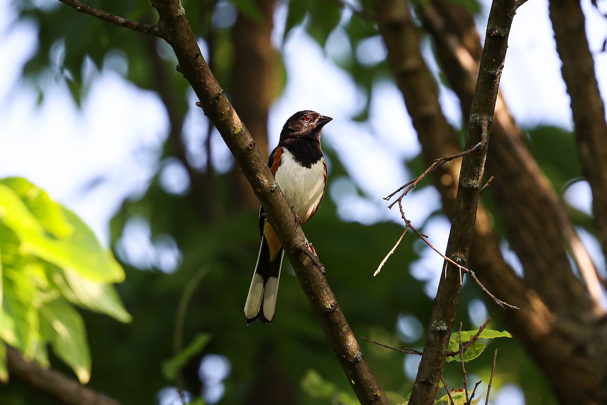 Eastern Towhee - ML620600985