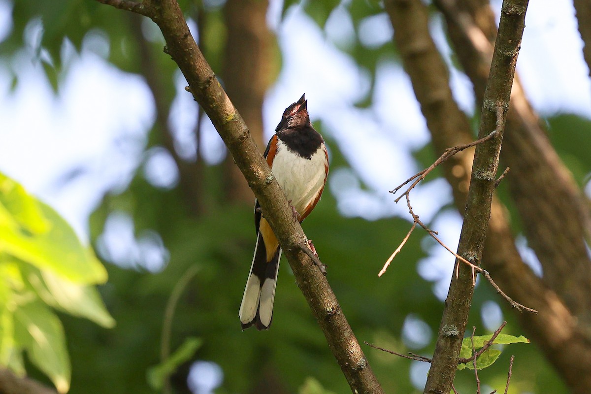 Eastern Towhee - ML620600986