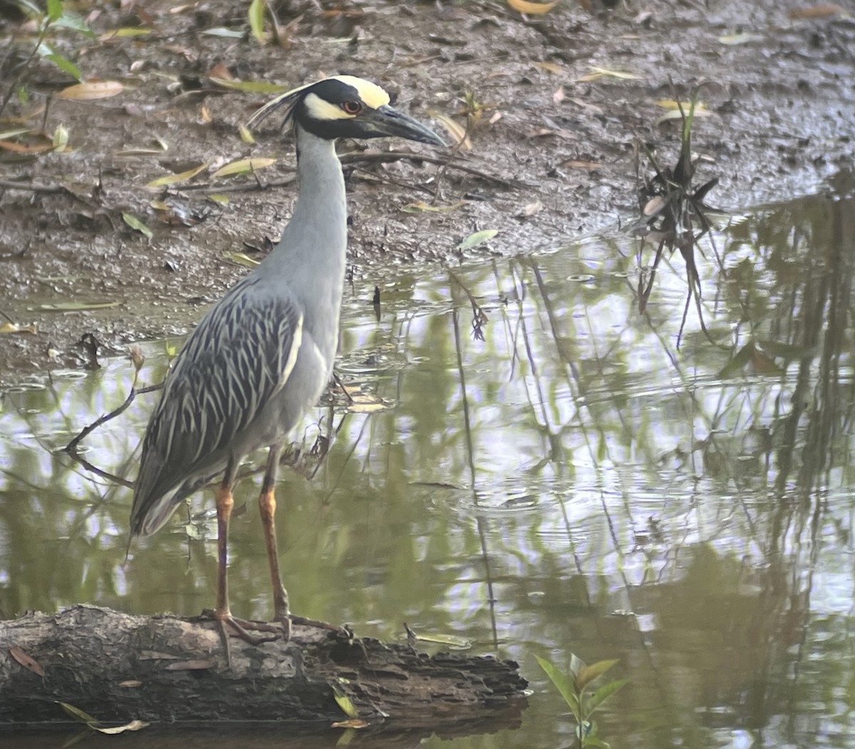 Yellow-crowned Night Heron - ML620600991