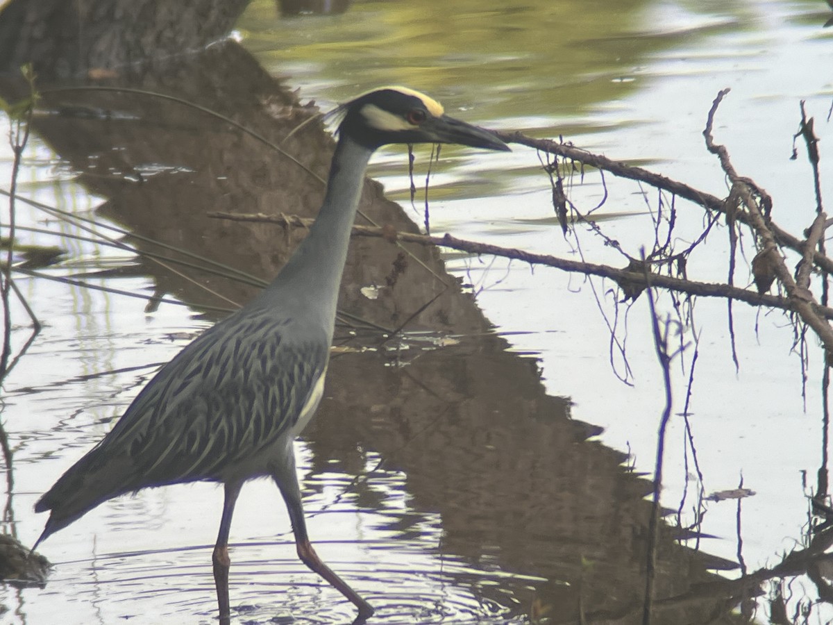 Yellow-crowned Night Heron - ML620600992