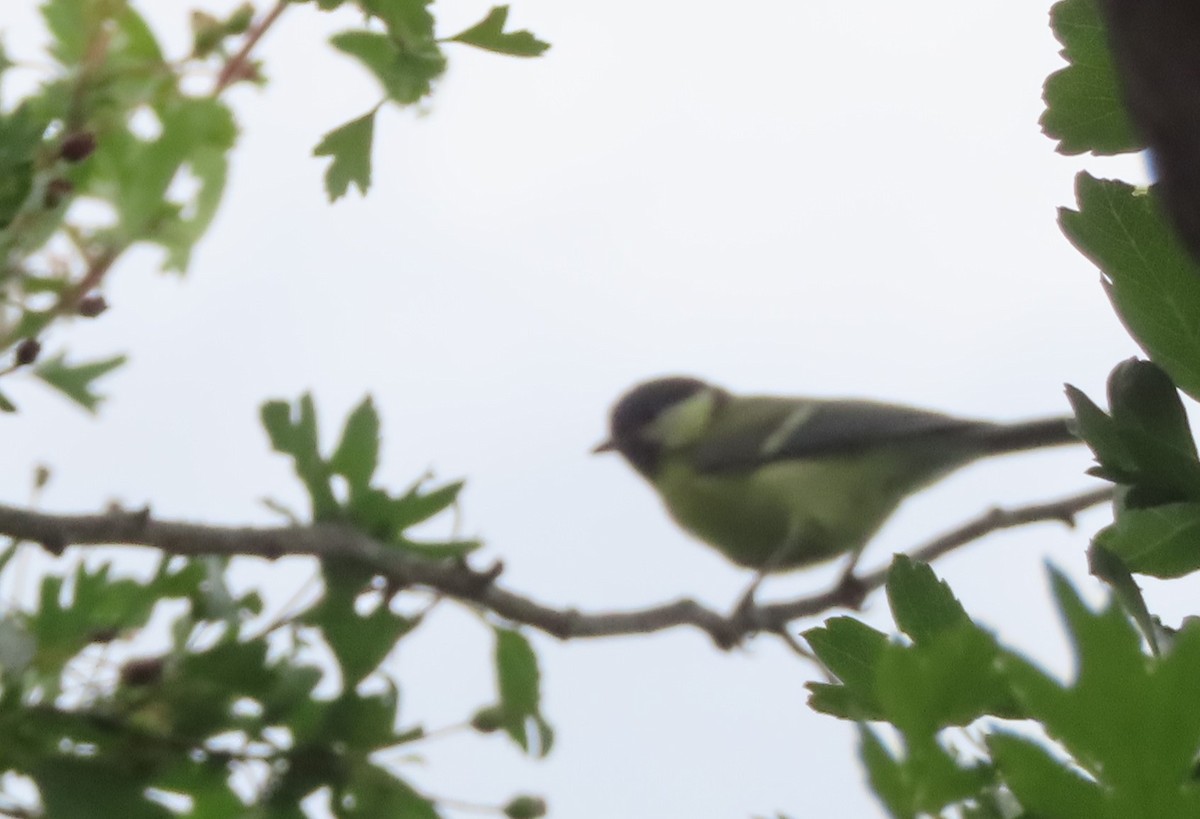 Eurasian Blue Tit - ML620600993