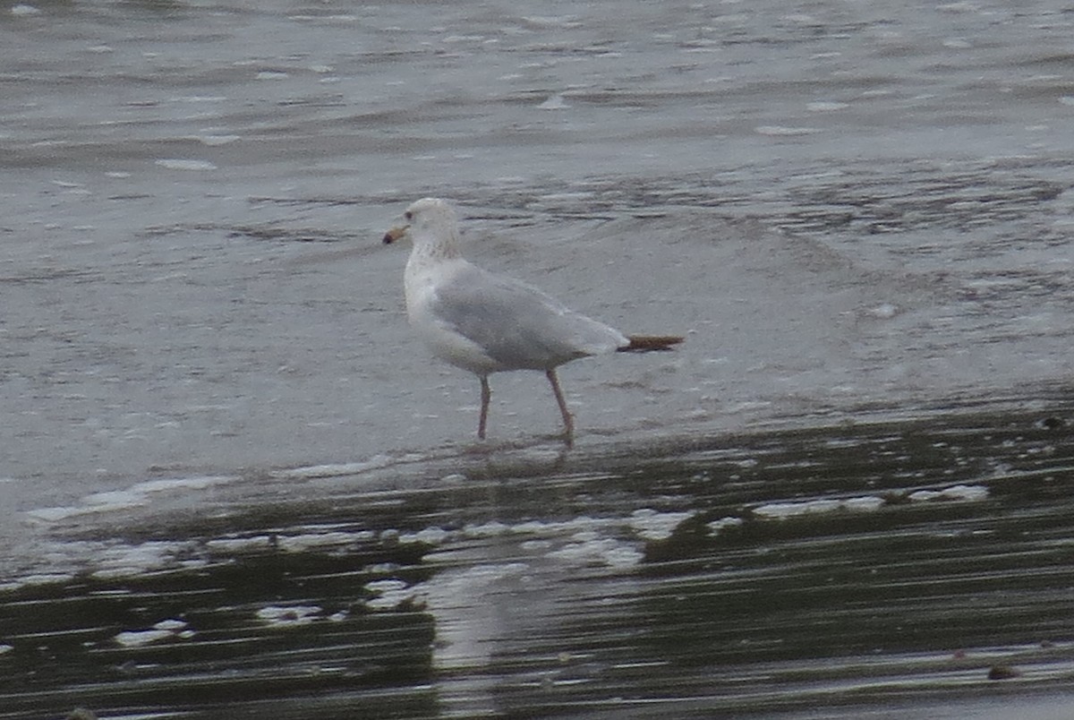 Ring-billed Gull - ML620600997