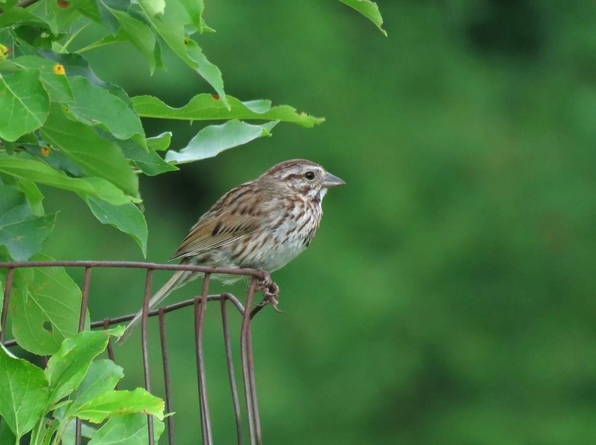 Song Sparrow - ML620601002