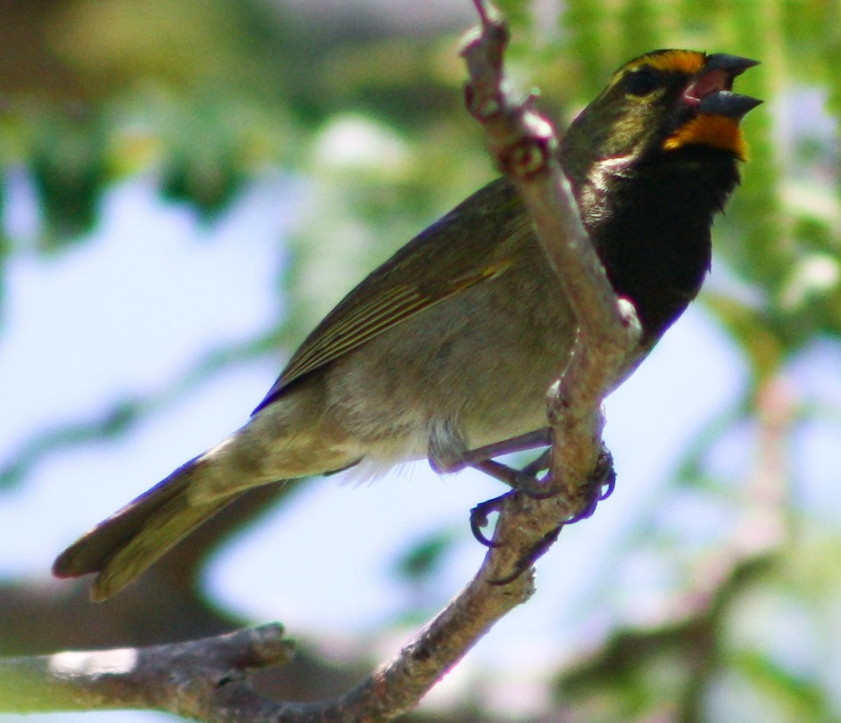 Yellow-faced Grassquit - ML620601015