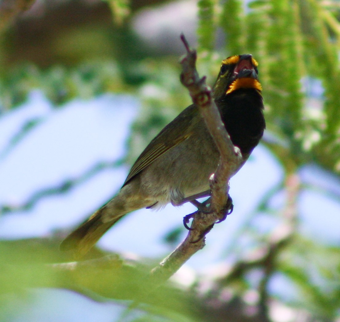 Yellow-faced Grassquit - ML620601016