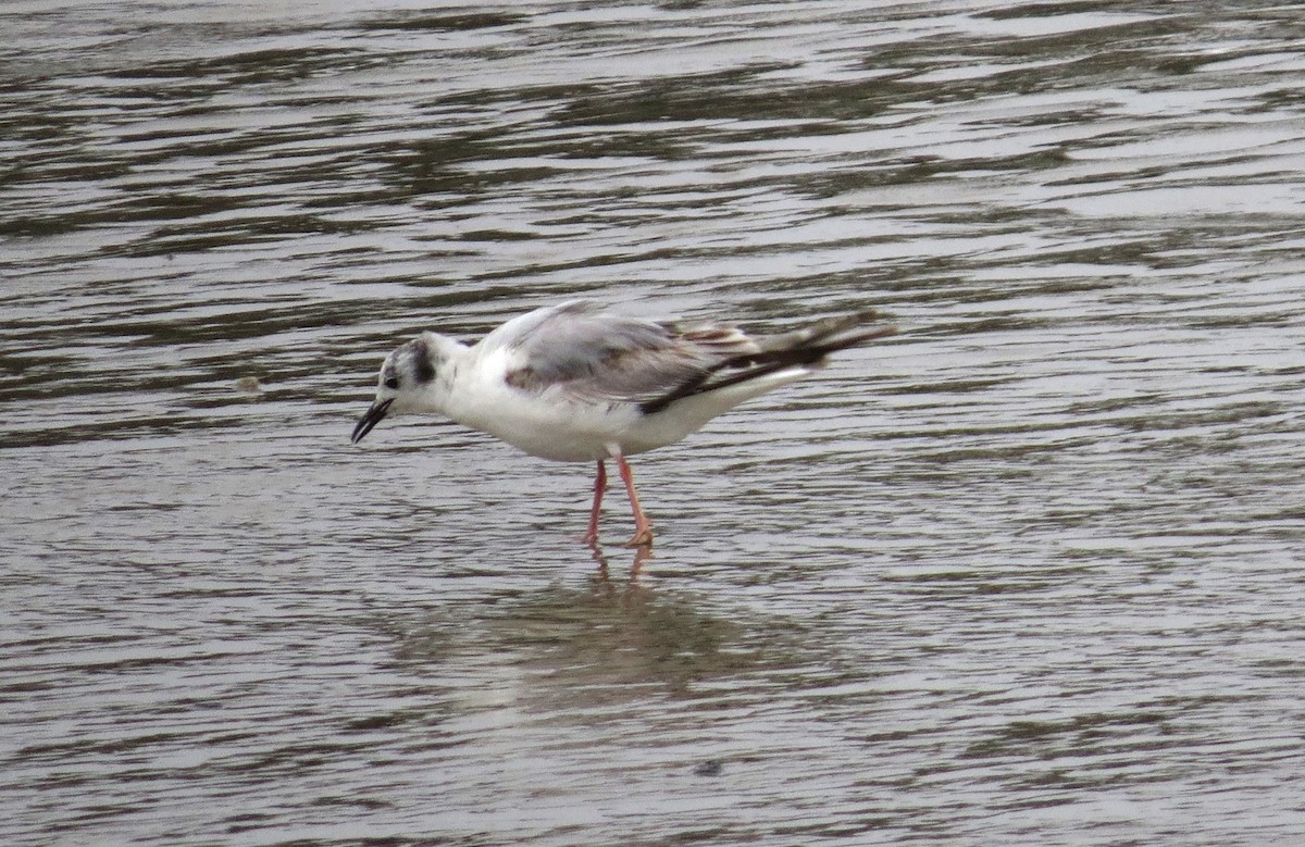 Bonaparte's Gull - ML620601023