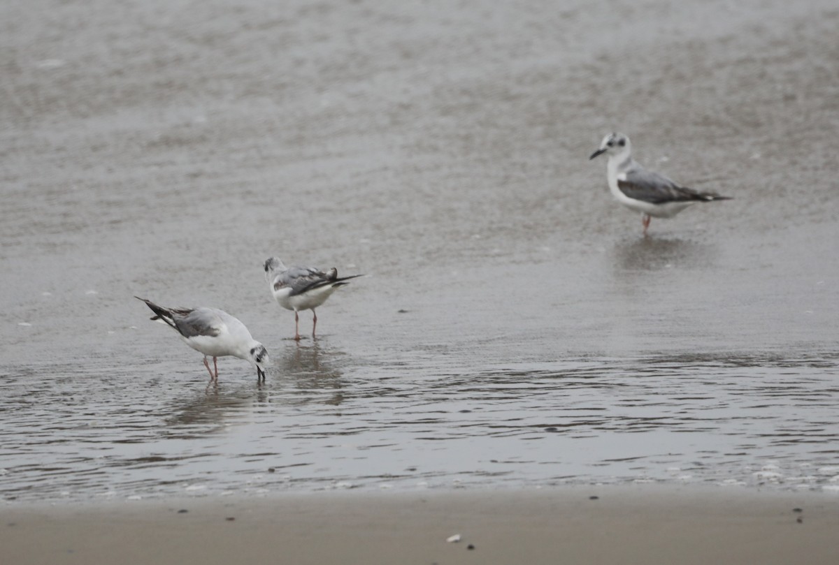 Mouette de Bonaparte - ML620601025