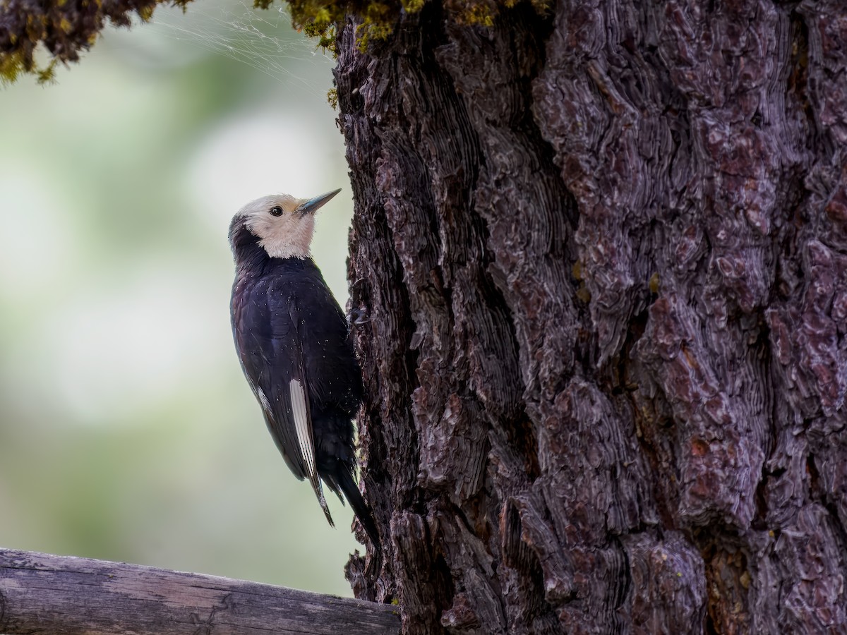 White-headed Woodpecker - ML620601027