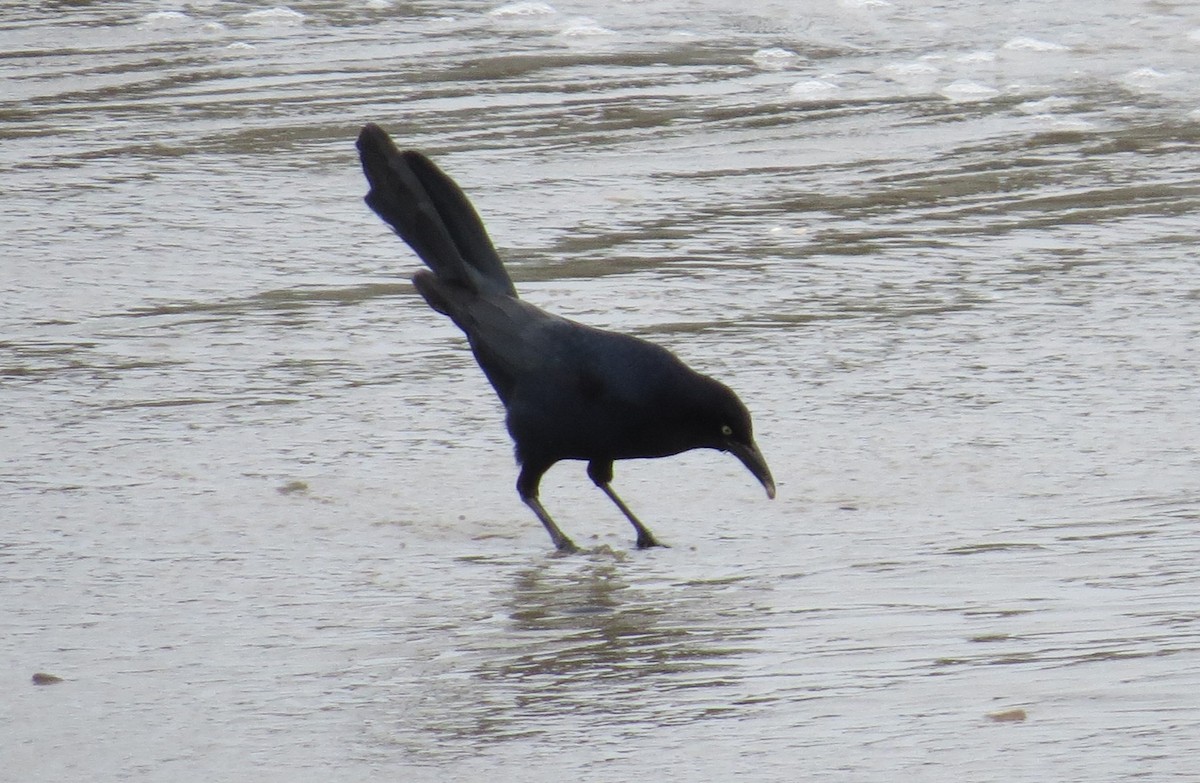 Great-tailed Grackle - ML620601029