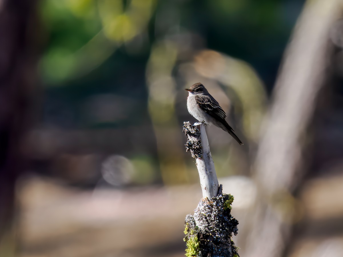 Western Wood-Pewee - ML620601033