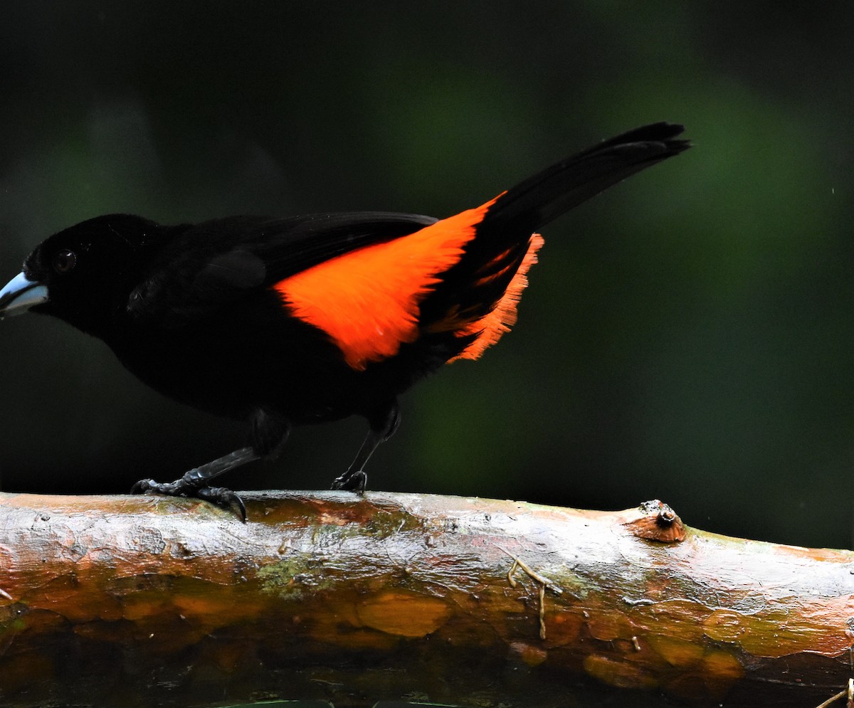 Scarlet-rumped Tanager - ML620601039