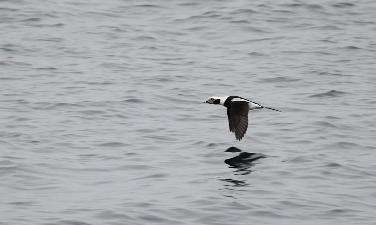 Long-tailed Duck - ML620601041
