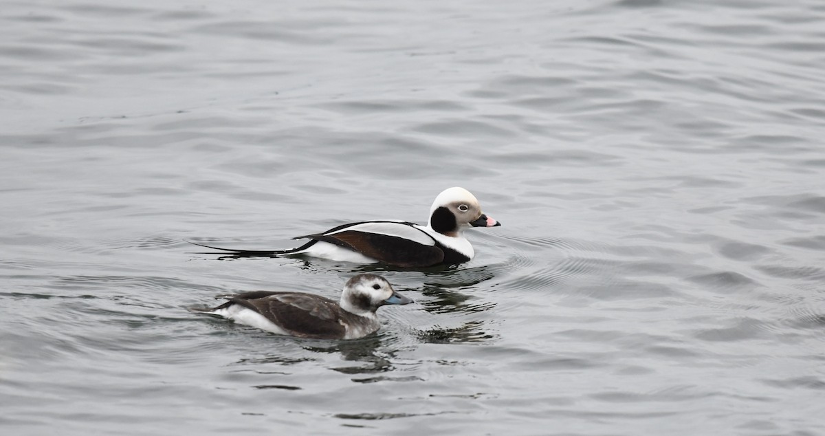Long-tailed Duck - ML620601042