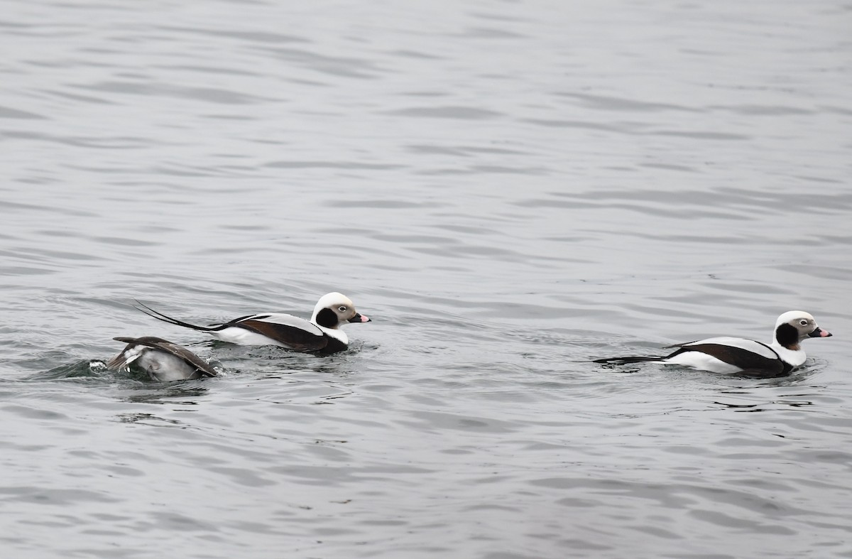 Long-tailed Duck - ML620601043