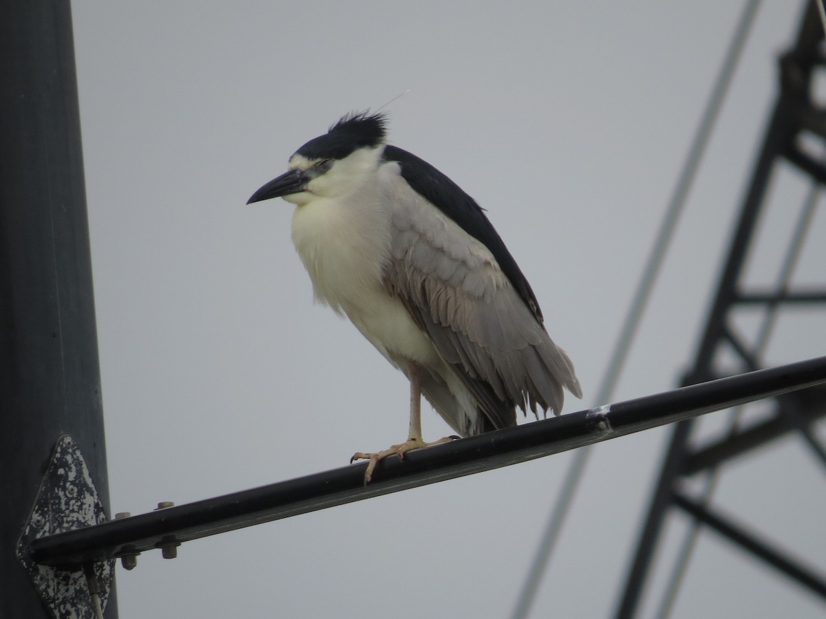 Black-crowned Night Heron - ML620601047