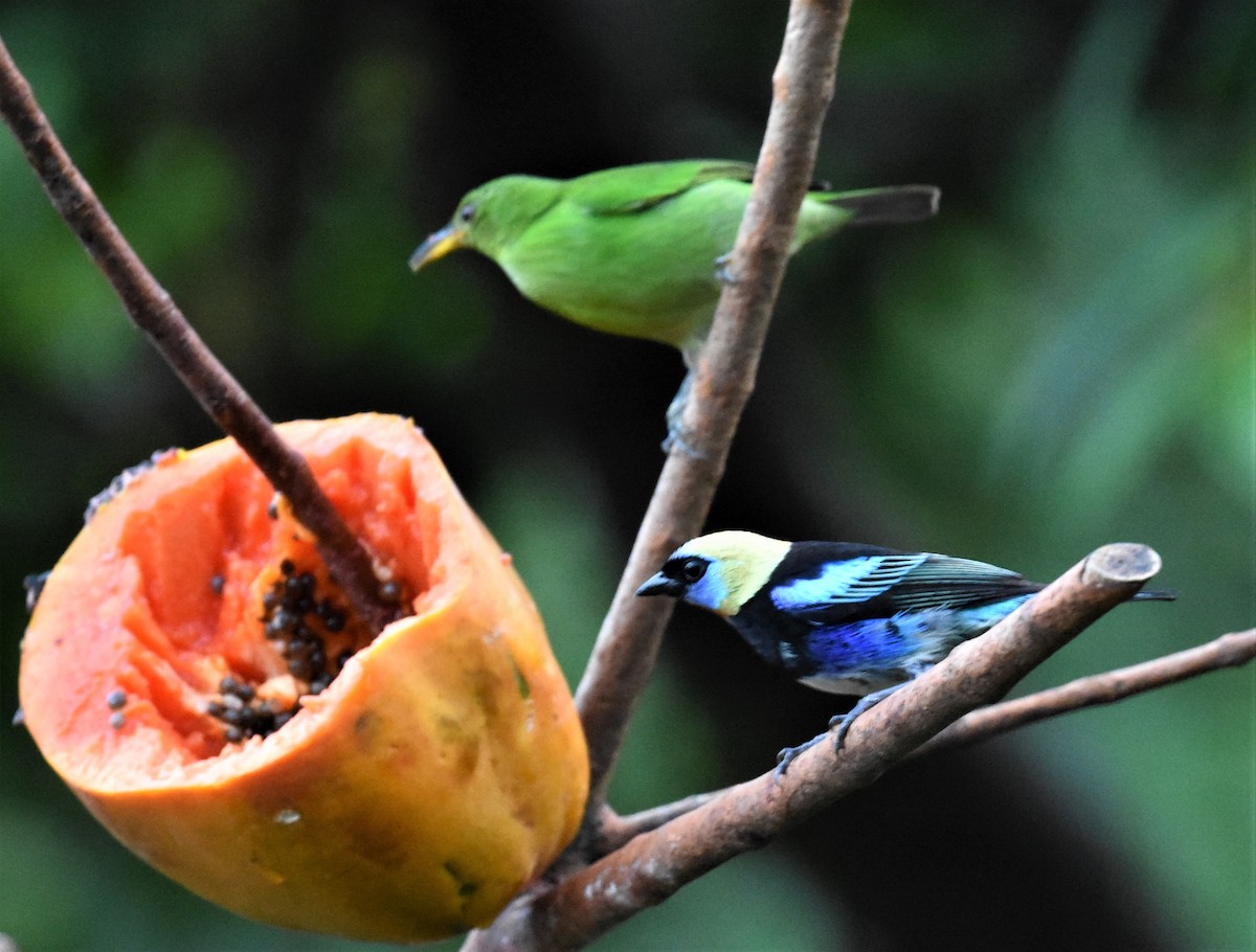 Golden-hooded Tanager - ML620601053