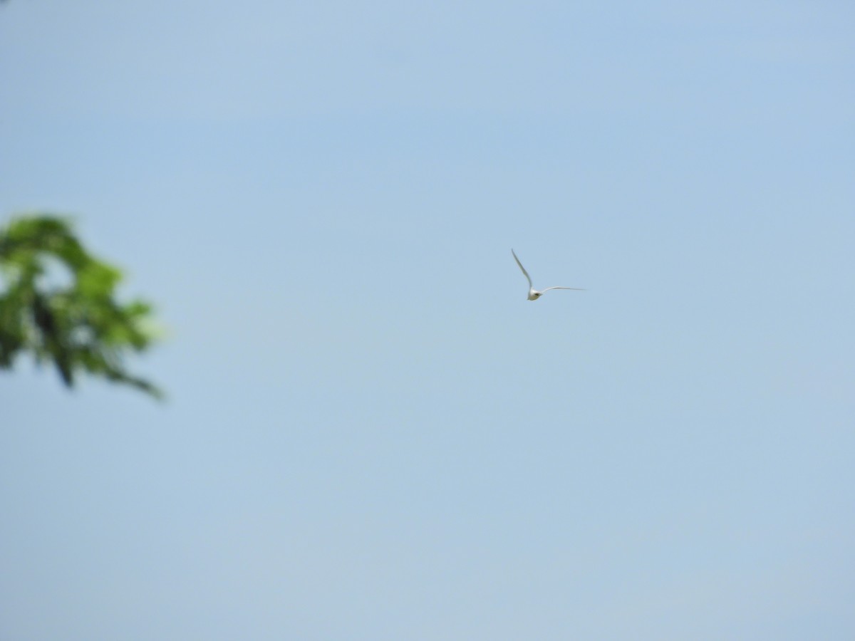 Gull-billed Tern - ML620601059