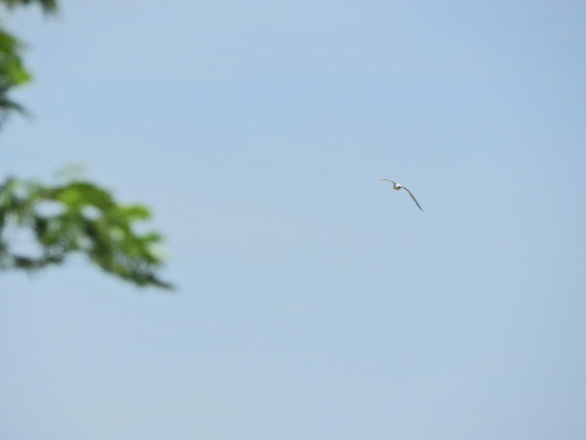 Gull-billed Tern - ML620601060