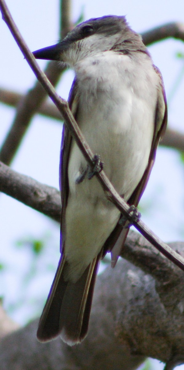 Gray Kingbird - ML620601063