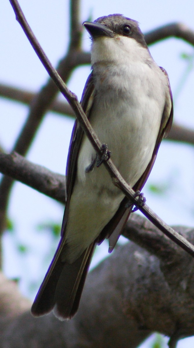 Gray Kingbird - ML620601064