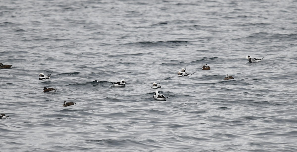 Long-tailed Duck - ML620601067