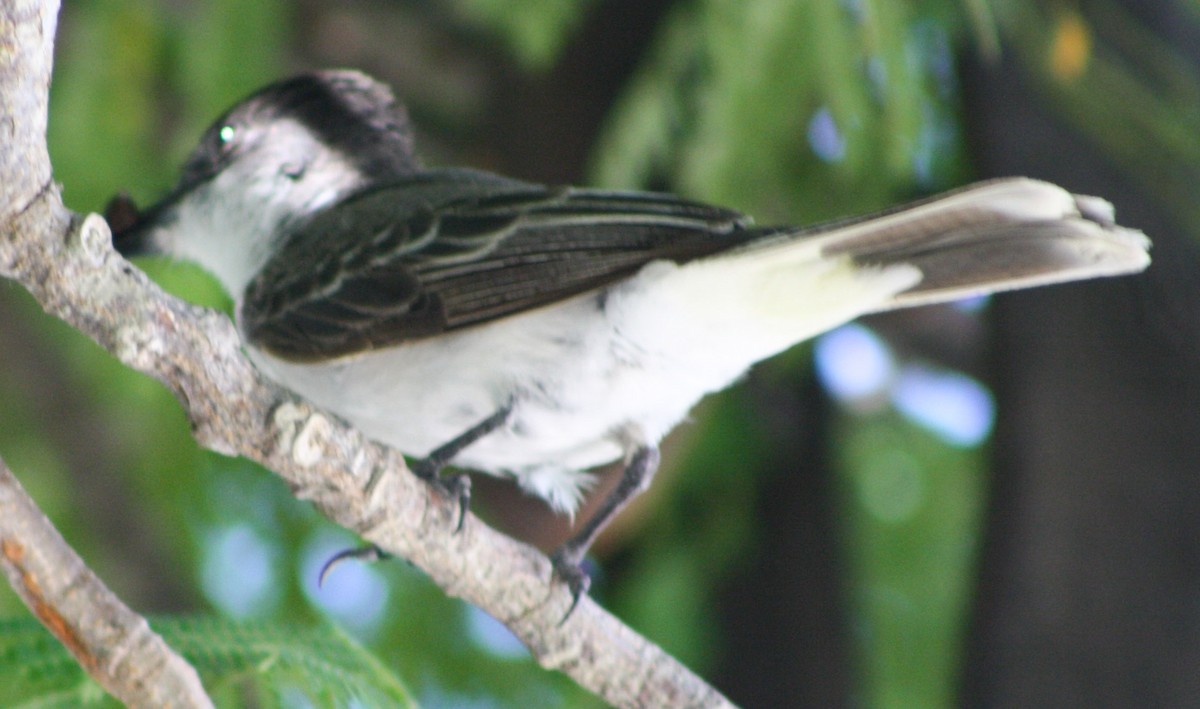 Loggerhead Kingbird - ML620601069