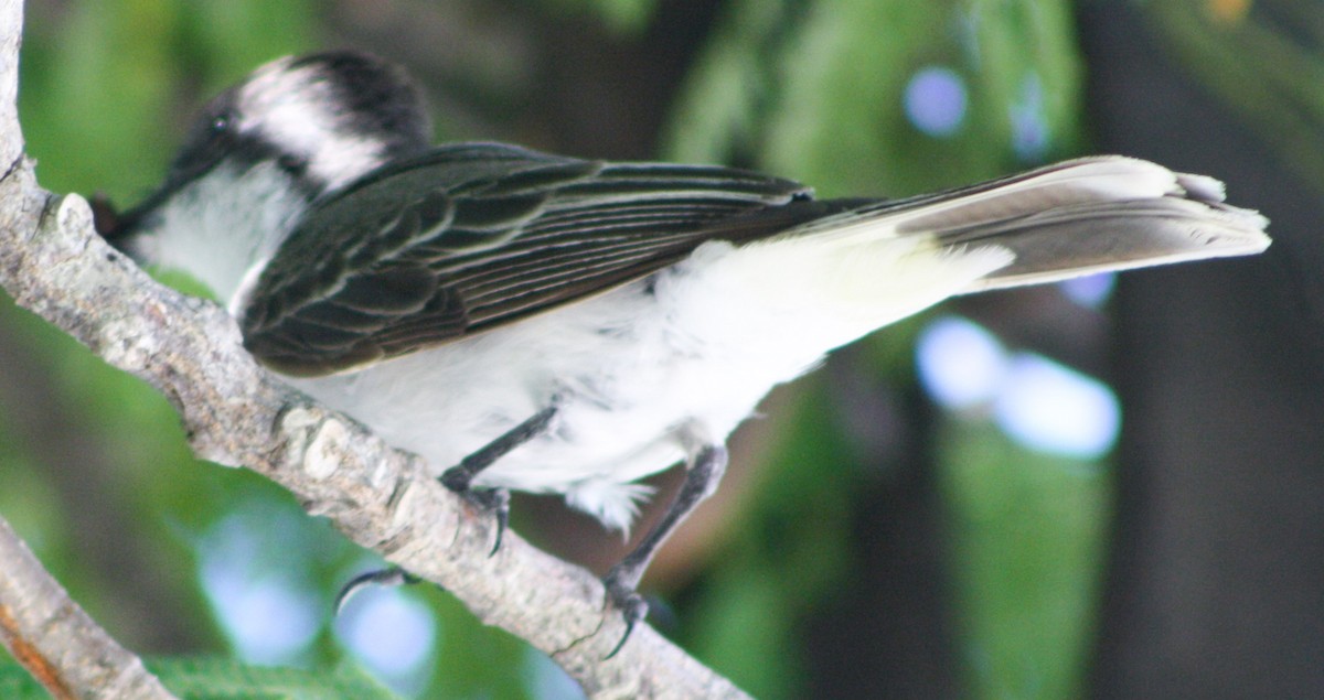 Loggerhead Kingbird - ML620601070