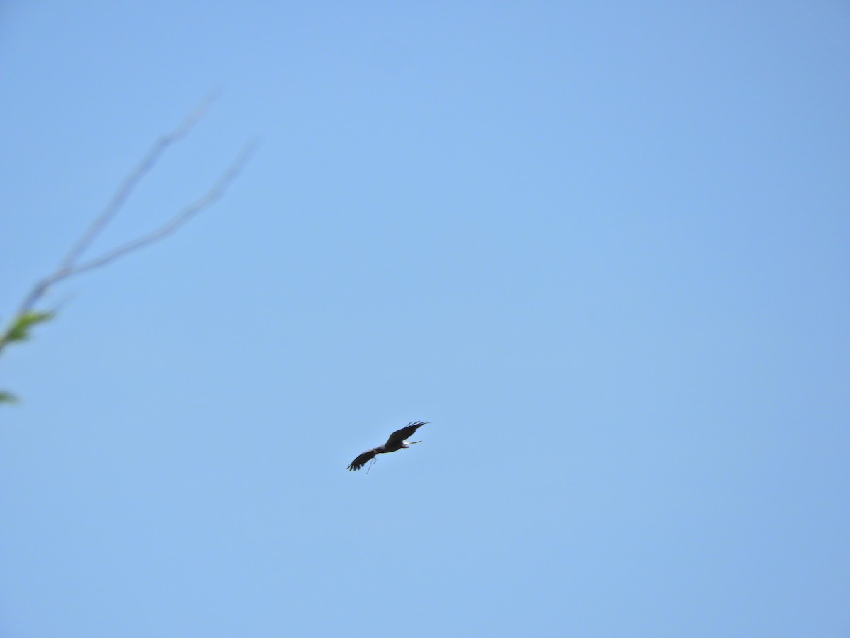 Snail Kite - ML620601075