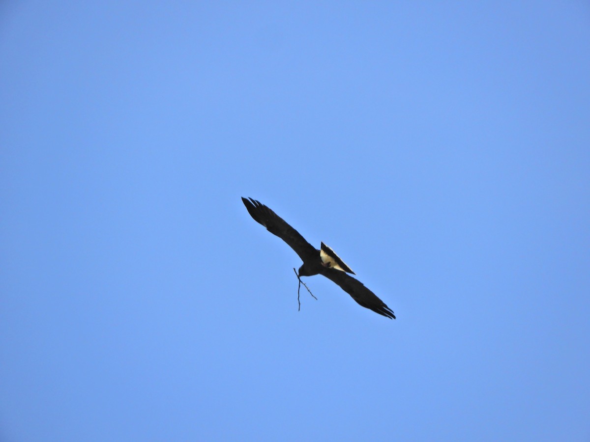 Snail Kite - ML620601076