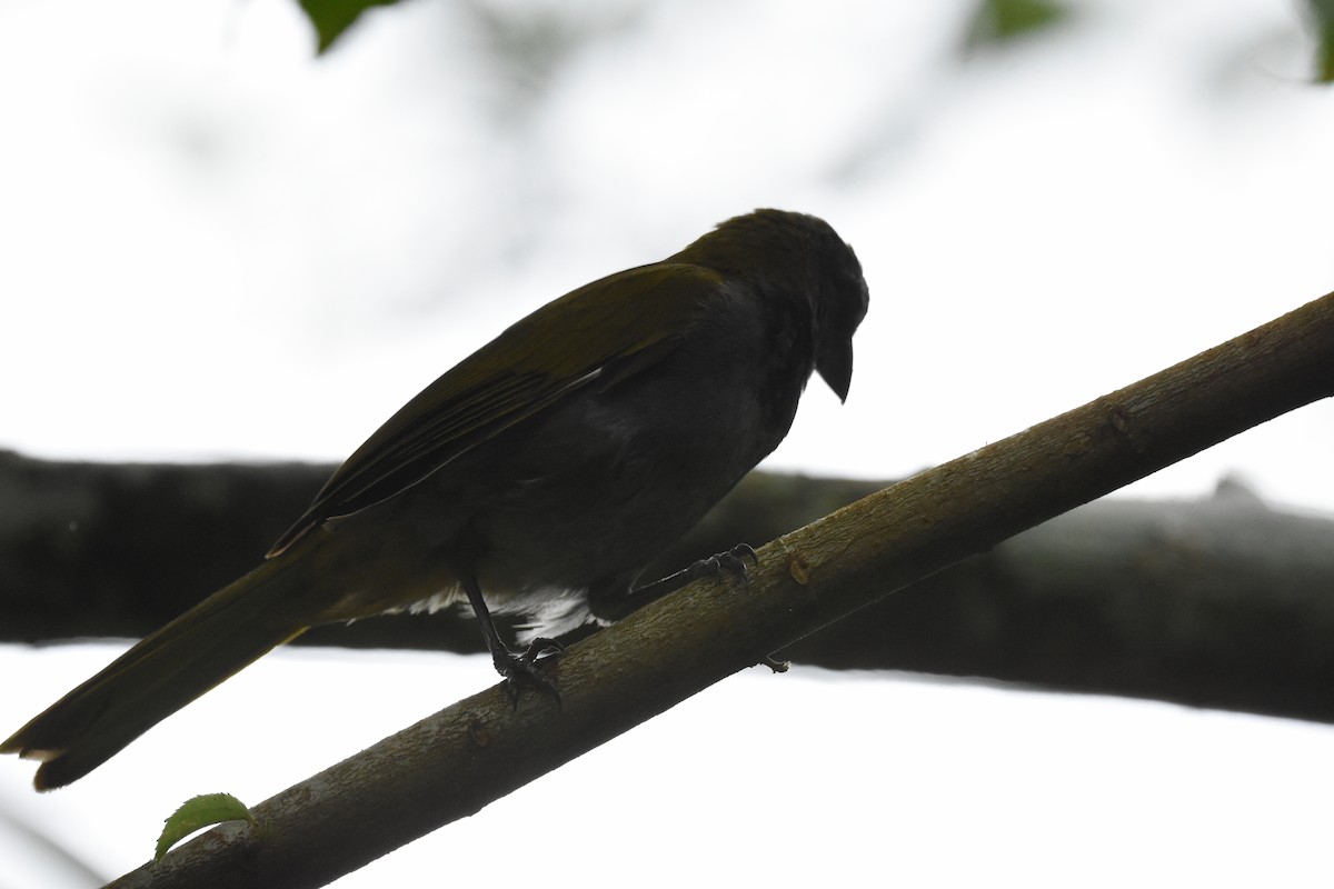 Buff-throated Saltator - ML620601079