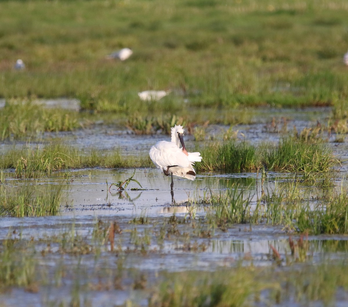 Eurasian Spoonbill - ML620601081