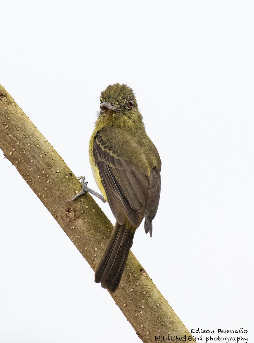 Bright-rumped Attila - ML620601085