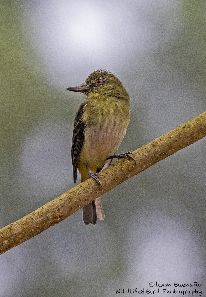 Bright-rumped Attila - ML620601086