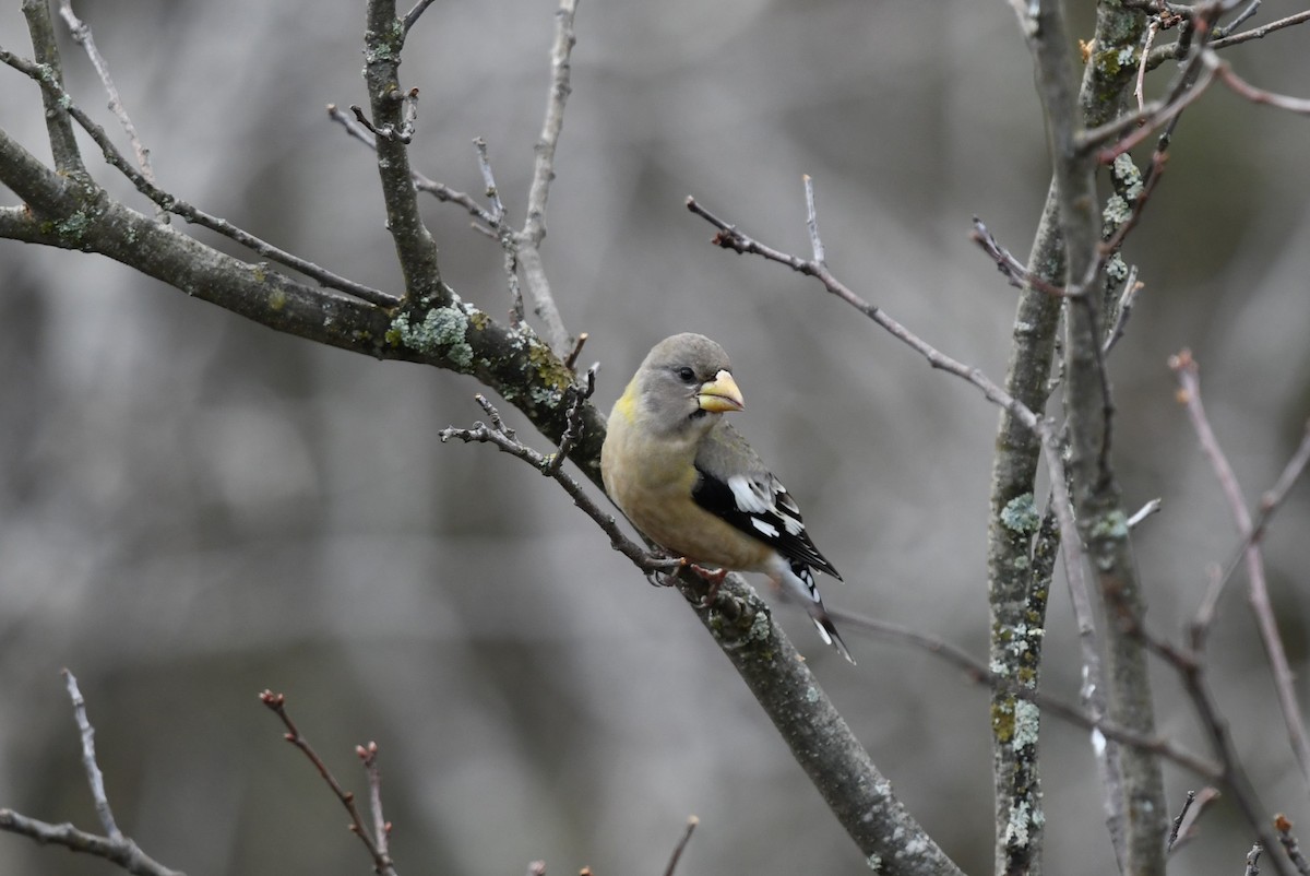 Evening Grosbeak - ML620601091