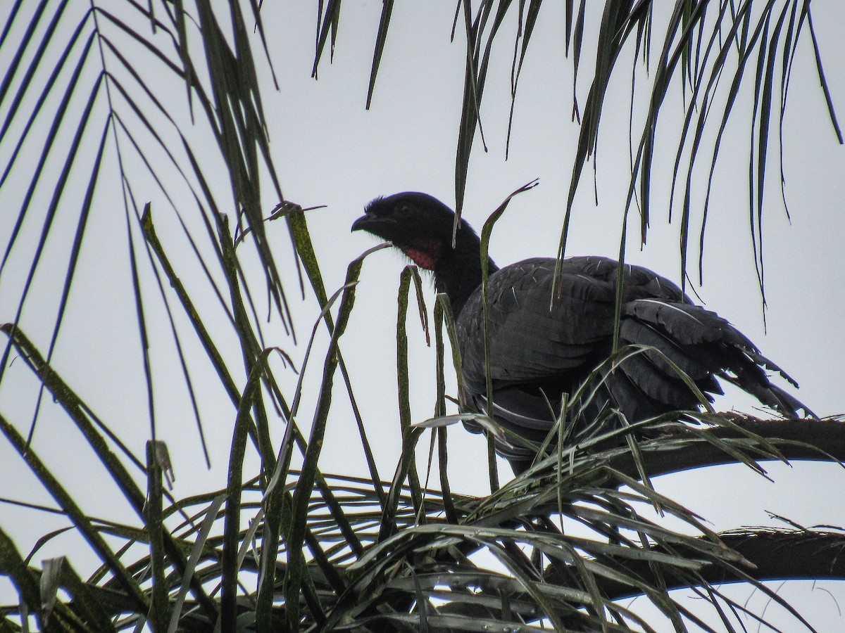 Dusky-legged Guan - ML620601093