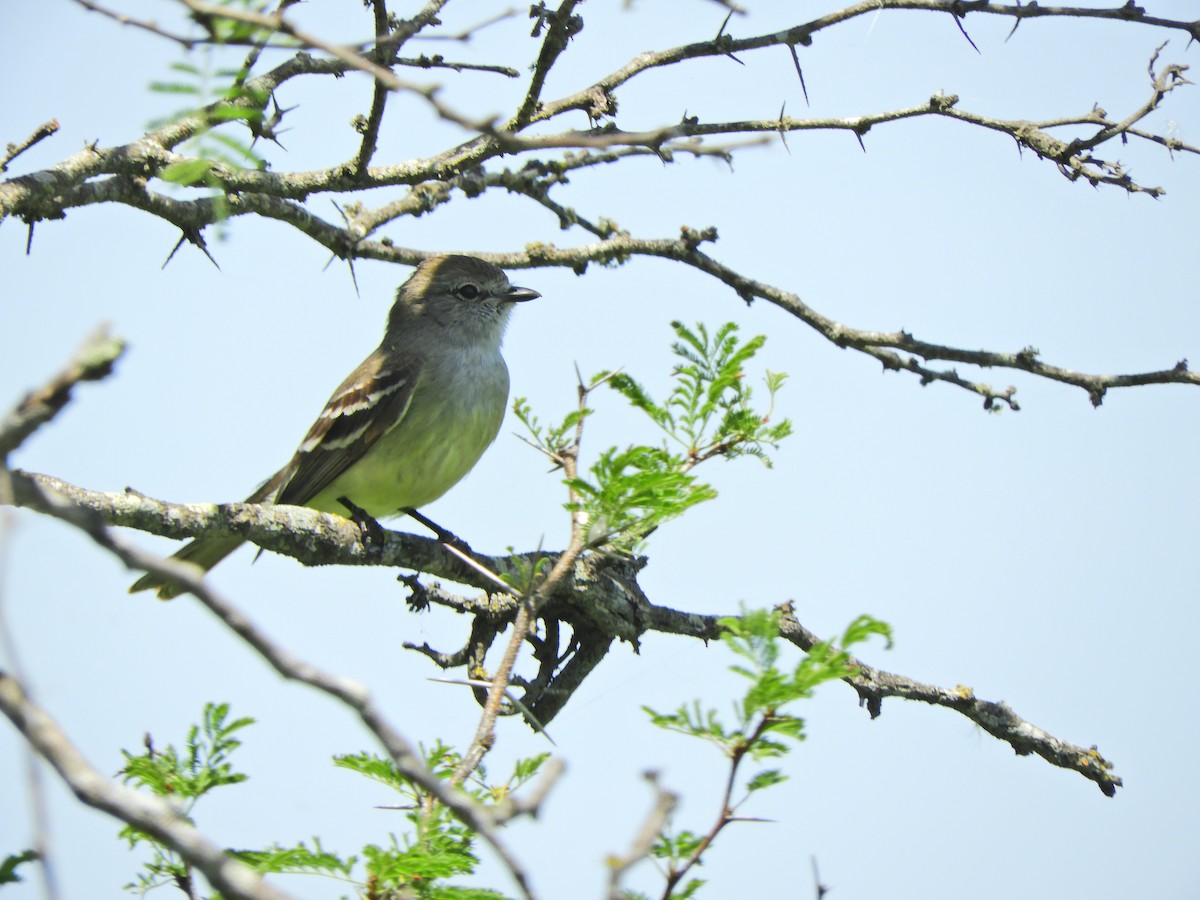 Southern Scrub-Flycatcher - ML620601096