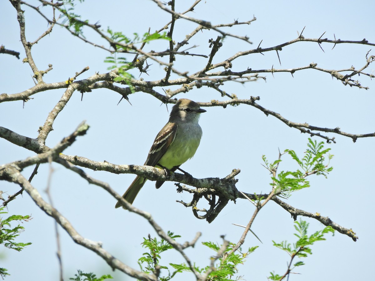 Southern Scrub-Flycatcher - ML620601097