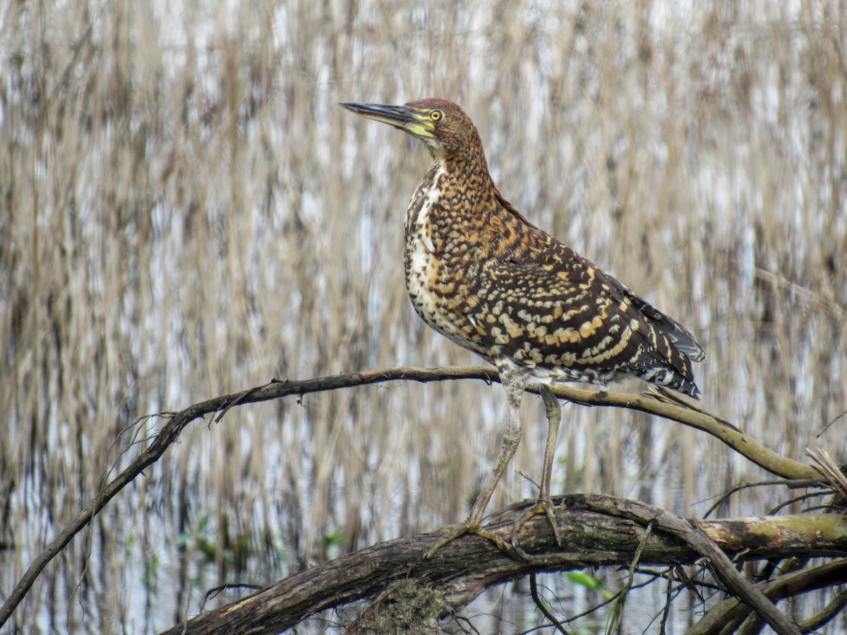 Rufescent Tiger-Heron - ML620601098