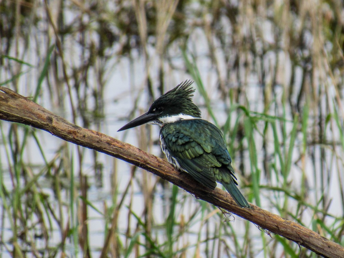 Martin-pêcheur d'Amazonie - ML620601101