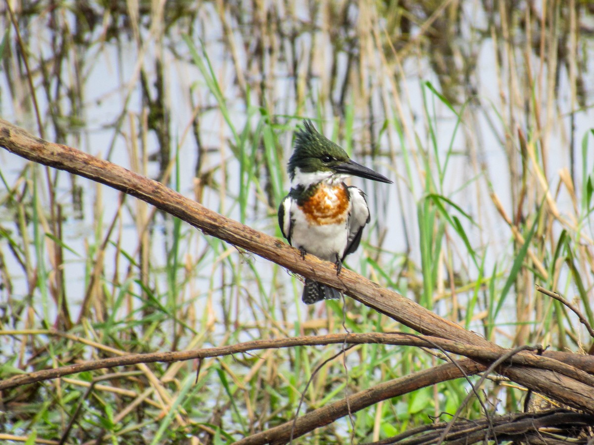 Martin-pêcheur d'Amazonie - ML620601102