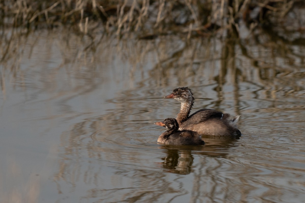 Little Grebe (Little) - ML620601106