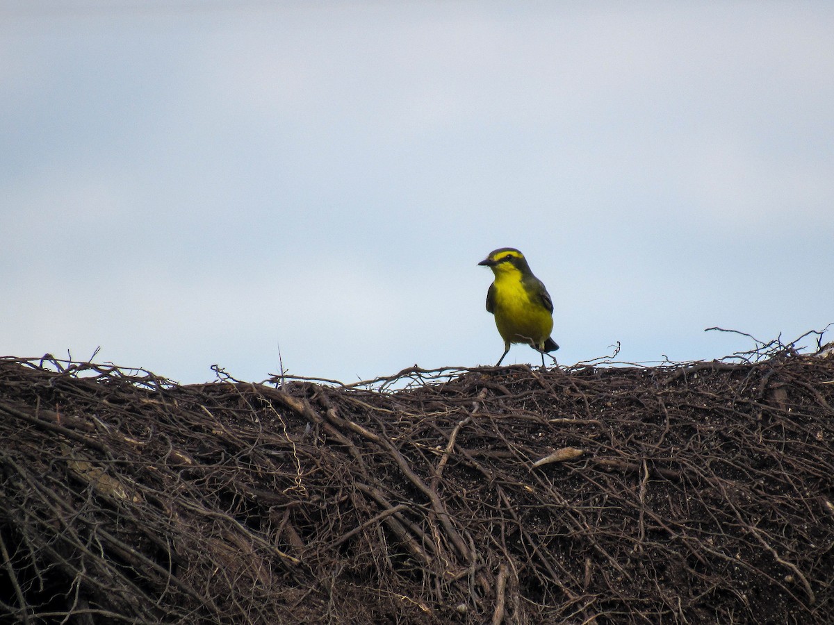 Yellow-browed Tyrant - ML620601108