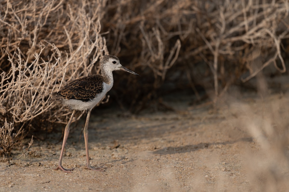 Black-winged Stilt - ML620601119