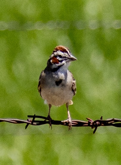 Lark Sparrow - ML620601120