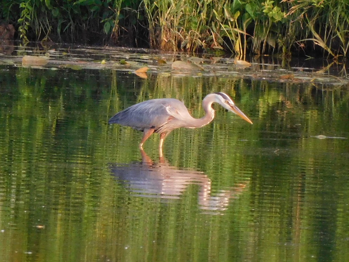 Great Blue Heron - ML620601121