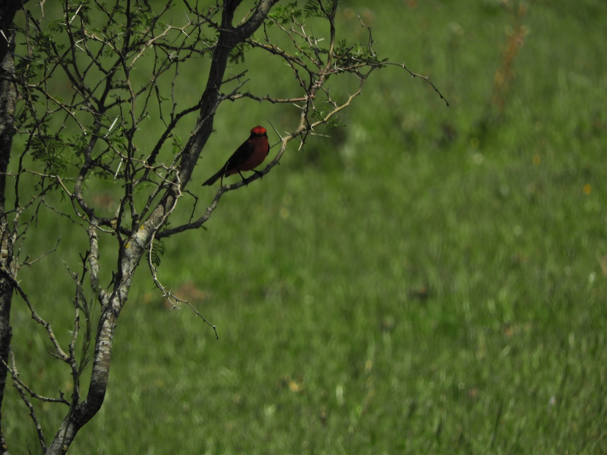 Vermilion Flycatcher - ML620601123