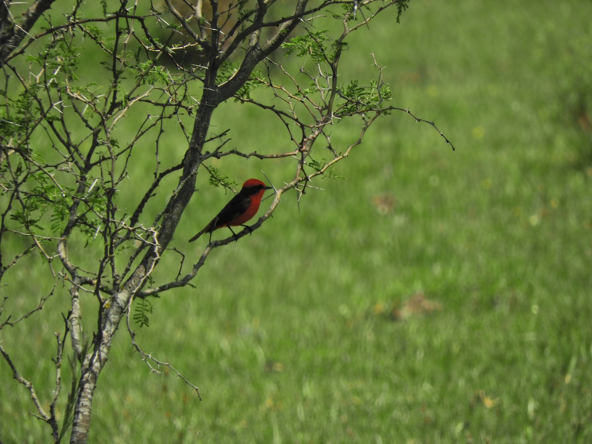 Vermilion Flycatcher - ML620601124